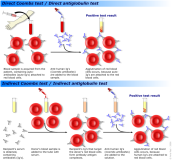 Se ven dos esquemas denominados test de coombs directo e indirecto. En el coombs directo, se representa mediante una jeringa y un brazo la extracción de sangre, y después la mezcla de esta con un reactivo representado por piezas en forma de “Y” y la posterior unión de los mismos con los hematíes. En el indirecto, se representa un tubo con suero que se mezcla con hematíes y luego le añadimos el reactivo representado por las piezas en “Y” que se unen finalmente a estos hematíes.