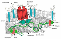 Imagen número 3 de la actividad 5. Hematíes con alteraciones morfológicas al microscopio electrónico.  