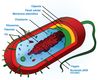 La imagen muestra un esquema de la estructura interna de una bacteria.