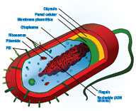  La imagen muestra un esquema de la estructura interna de una bacteria.