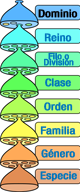 La imagen muestra los niveles de clasificación de los seres vivos propios de la Taxonomía binomial de Linneo. 