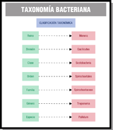 La imagen analiza la nomenclatura de cada uno de los niveles de clasificación de la espiroqueta Treponema pallidum, desde el nivel superior “Reino”  hasta el nivel inferior “especie”.