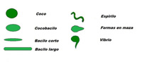 Esquema que muestra las formas básicas de las bacterias y el nombre que reciben, cocos, bacilos, espirilos y formas irregulares como maza y forma de coma.