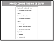 En la imagen se muestran los pasos del procedimiento de tinción de gram. 