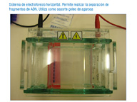 En la imagen se puede apreciar una cubeta  que tiene en su interior un gel de agarosa en el que han sembrado varias muestras para su separación mediante electroforesis. Se incluye una breve explicación.