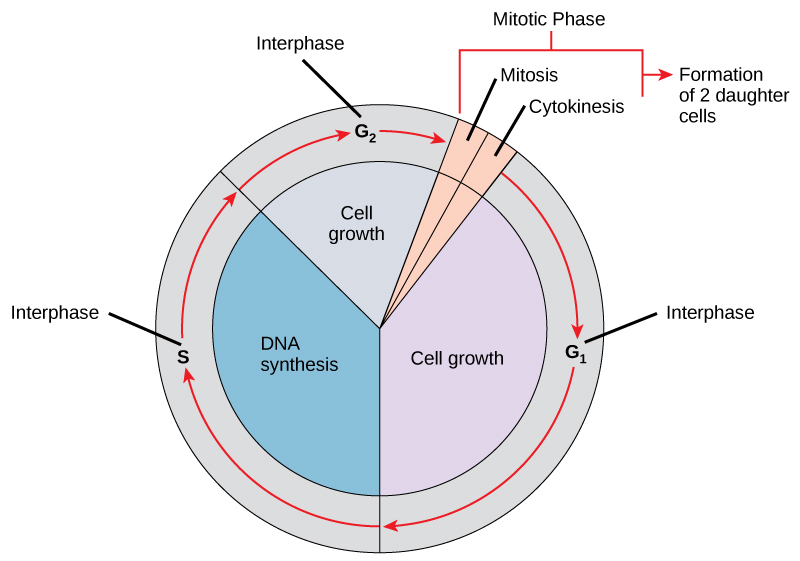 CICLO CELULAR