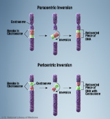 En la imagen se puede observar unos esquemas que muestran el proceso de formación de los dos tipos de inversiones que pueden producirse en los cromosomas. También queda reflejada la morfología final del cromosoma que ha sufrido esa alteración.