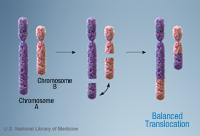 En la imagen se muestra el proceso de formación de una translocación balanceada. En ella puede apreciarse el cambio de morfología de los cromosomas derivados de la translocación.