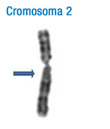 En la imagen se puede observar el patrón de bandas característico de este cromosoma. A la izquierda se han señalado con flechas las bandas que permiten su identificación inicial 2.