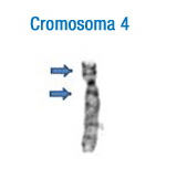 Cromosoma 4. En la imagen se puede observar el patrón de bandas característico de este cromosoma. A la izquierda se han señalado con flechas las bandas que permiten su identificación inicial 4.