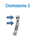 Cromosoma 5. En la imagen se puede observar el patrón de bandas característico de este cromosoma. A la izquierda se han señalado con flechas las bandas que permiten su identificación inicial 5.