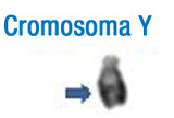 Cromosoma Y. En la imagen se puede observar el patrón de bandas de este cromosoma. A la izquierda se han señalado con flechas la banda más característica que permite su identificación inicial.