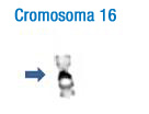 En la imagen se puede observar el patrón de bandas de este cromosoma. A la izquierda se han señalado con flechas las bandas más características que permiten su identificación inicial 16.