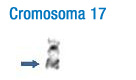 En la imagen se puede observar el patrón de bandas de este cromosoma. A la izquierda se han señalado con flechas las bandas más características que permiten su identificación inicial 17.