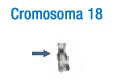 En la imagen se puede observar el patrón de bandas de este cromosoma. A la izquierda se han señalado con flechas las bandas más características que permiten su identificación inicial 18.