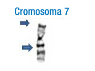 En la imagen se puede observar el patrón de bandas de este cromosoma. A la izquierda se han señalado con flechas las bandas más características que permiten su identificación inicial 7.