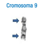 En la imagen se puede observar el patrón de bandas de este cromosoma. A la izquierda se han señalado con flechas las bandas más características que permiten su identificación inicial 9.