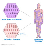 Esquema que explica el fenómeno del mosaicismo. Se puede apreciar una figura humana compuesta por parches con diferente número de cromosomas. cromosómica.