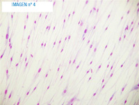 En la imagen se observa una tinción de un cultivo celular vista al microscopio.