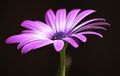Flor lila.
