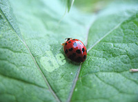 Imagen de Hoja en la que se encuentra un bicho (en ingles bug) antes del cual puede leerse “de”.