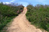 Foto de un camino de tierra entre matorrales.